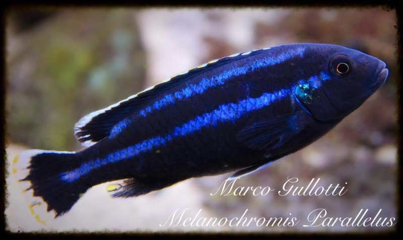 Melanochromis loriae